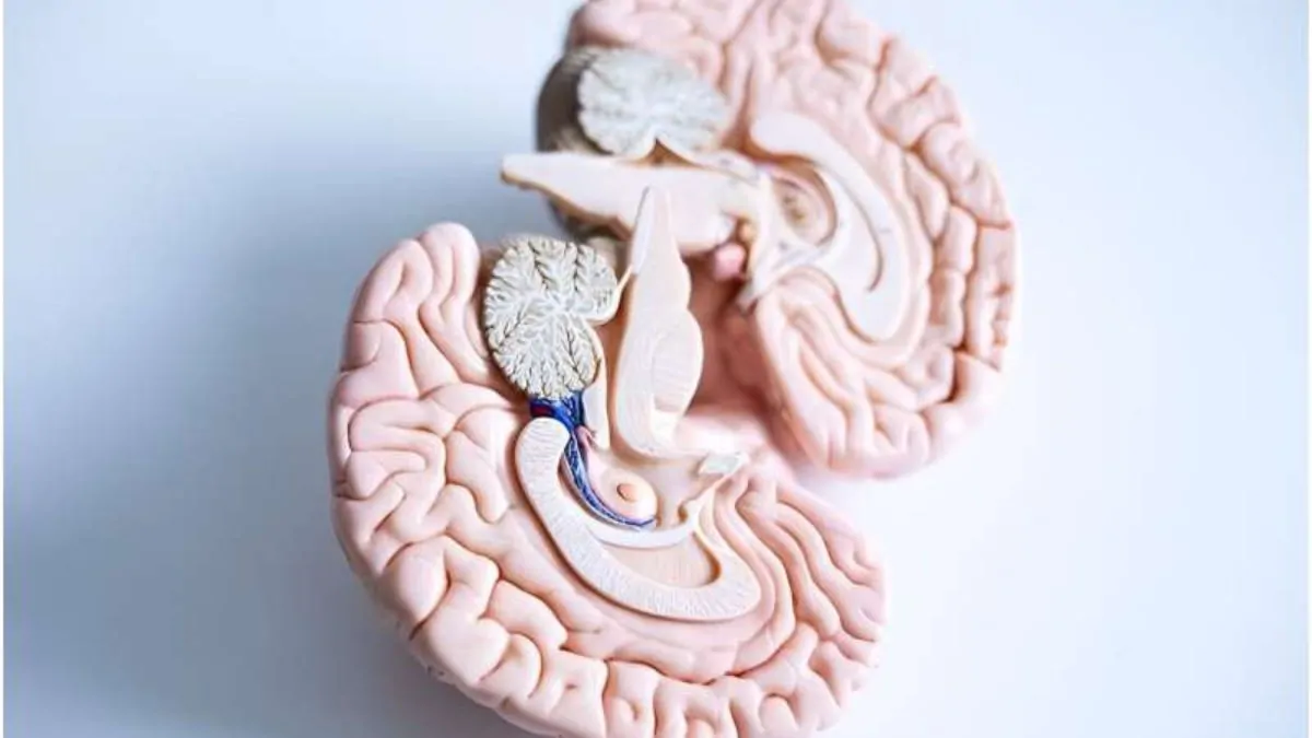 Nuevos hallazgos muestran un mecanismo clave en la alteración de la plasticidad sináptica en pacientes con esquizofrenia