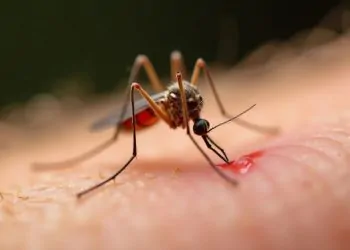 Dengue en las Américas alcanza niveles críticos OPS pide reforzar vigilancia y diagnóstico temprano