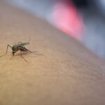 Buenos Aires implementa la inteligencia artificial para combatir el dengue