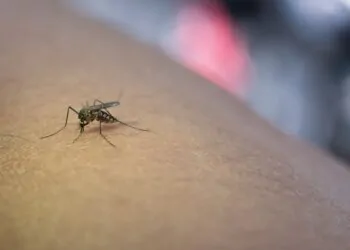 Buenos Aires implementa la inteligencia artificial para combatir el dengue