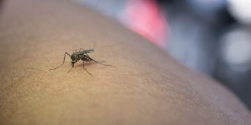 Buenos Aires implementa la inteligencia artificial para combatir el dengue