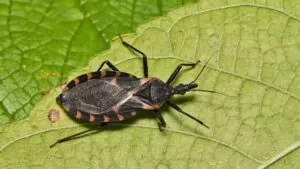 Supersalud emite lineamientos para garantizar el flujo de recursos al sistema de salud 1 Chagas en Colombia la enfermedad olvidada que aún amenaza a 12 millones de personas