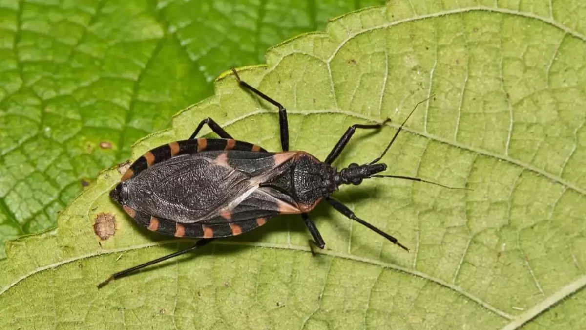Chagas en Colombia la enfermedad olvidada que aún amenaza a 12 millones de personas