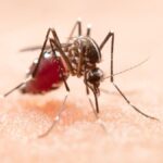 OPS declara riesgo alto por fiebre amarilla en América Latina: expansión fuera de zonas endémicas y cobertura vacunal insuficiente agravan la alerta