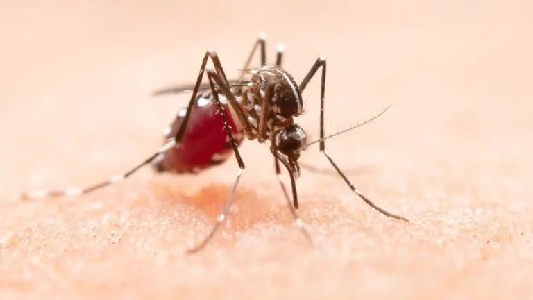 OPS declara riesgo alto por fiebre amarilla en América Latina: expansión fuera de zonas endémicas y cobertura vacunal insuficiente agravan la alerta
