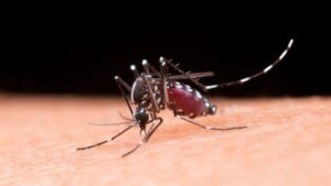 Reactivación del chikunguña impulsa a Colombia a reforzar su control vectorial