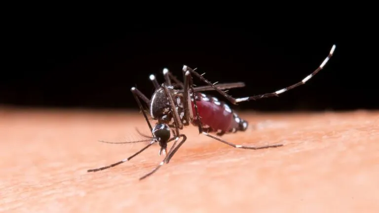 Reactivación del chikunguña impulsa a Colombia a reforzar su control vectorial