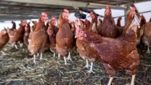 OPS reporta avance sostenido de la influenza aviar A(H5N1) en las Américas y urge reforzar vigilancia