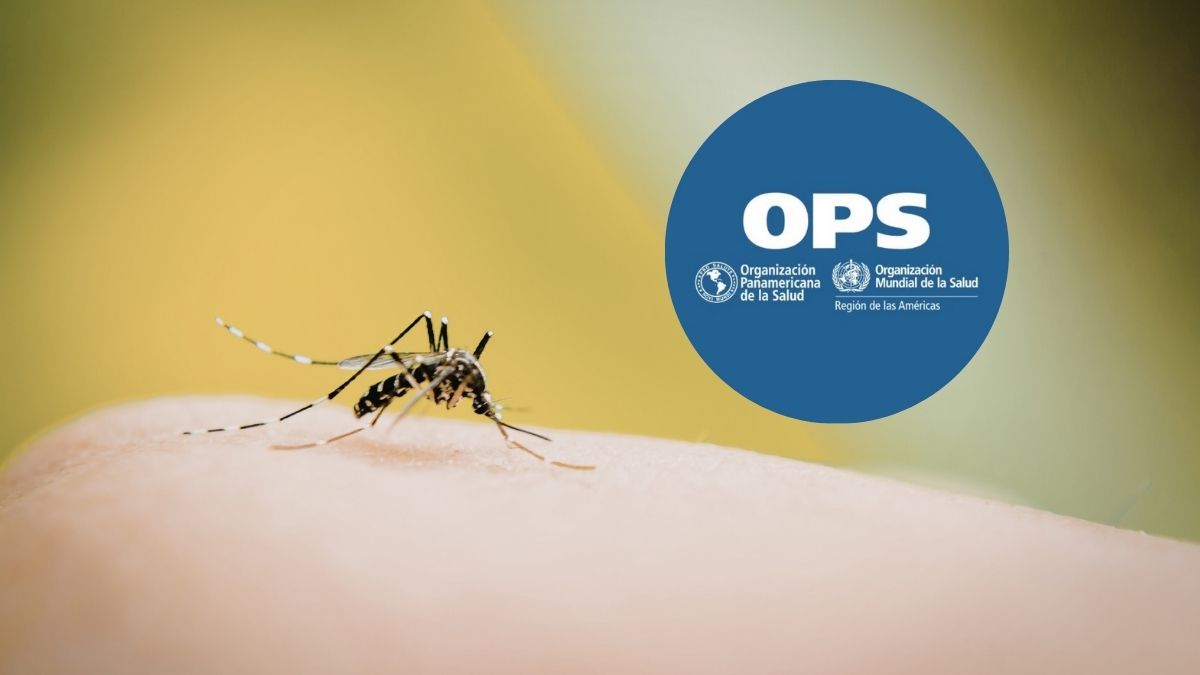 Fiebre amarilla en Sudamérica: OPS alerta por transmisión sostenida y expansión fuera de zonas tradicionales