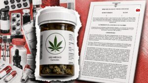 Giro clave Gobierno abriría por fases el mercado de flor de cannabis medicinal