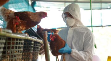 15 países de América Latina y el Caribe reportaron brotes de influenza aviar de alta patogenicidad