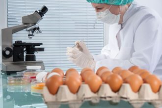 Huevos de gallina con medicamento
