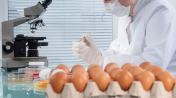Huevos de gallina con medicamento