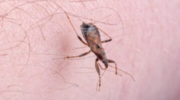 ABC de la enfermedad de Chagas