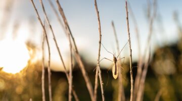 Aumento de casos de dengue en Antioquia: más de 1.400 reportados en 2025