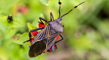 Avances de Colombia en la prevención del chagas