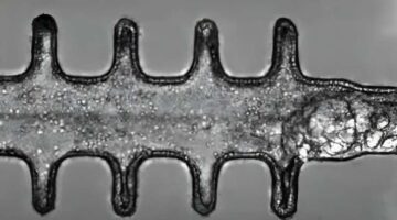 Avances en la investigación del cáncer colorrectal: minicolon como innovadora herramienta de estudio