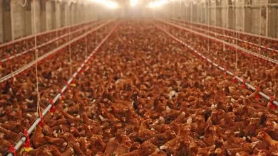 Aves de corral, cambios en el volumen de sacrificio y requisitos de enfriamiento y empaque