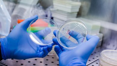 Bacterias sintéticas guían a las células car-T hacia los tumores