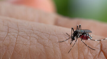 Bucaramanga en alerta por aumento de casos de dengue