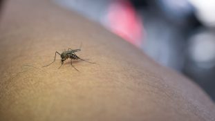 Buenos Aires implementa la inteligencia artificial para combatir el dengue