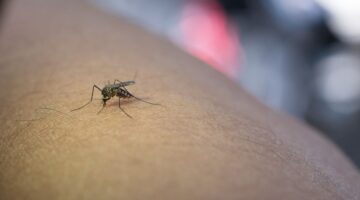 Buenos Aires implementa la inteligencia artificial para combatir el dengue