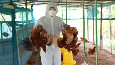 CDC Perú realiza simulacro multisectorial para evaluar la respuesta ante la influenza aviar