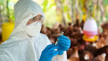 CDC publicó un Informe técnico sobre el virus de la influenza aviar A (H5N1) altamente patógena ¿Cuál es la situación en Colombia