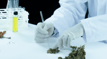 Cannabis artesanal en la epilepsia refractaria