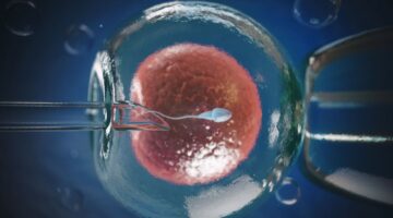 Científicos crean óvulos artificiales a partir de células madre