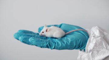 Científicos logran revertir el glaucoma en ratones