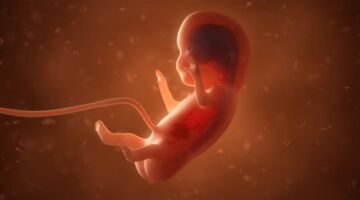 Científicos recrean un embrión humano a partir de células de la piel