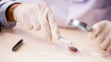 Científicos descubren cientos de nuevos virus transmitidos por insectos
