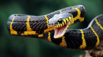 Circular N°48 de 2022 Instrucciones para prevenir y actuar ante accidentes ofídicos