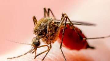 Colombia declara cierre de fase epidémica del Zika