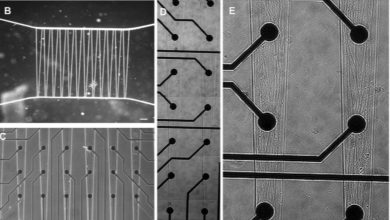 Crean chip de tejido que imita trastornos neuromusculares raros
