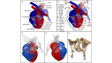 Crean el simulador del corazón humano más avanzado hasta ahora