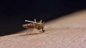 Sigue el aumento de casos de dengue en Antioquia: se han reportan 9.429 casos en lo recorrido del año