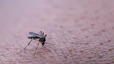 Dengue aumentó en 2022