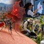 Dengue en Colombia sigue en aumento 193 municipios están en brote y Minsalud e INS refuerzan medidas de control