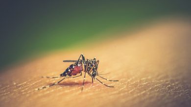 Dengue en el país: 900 casos y ocho muertos se registran en el Valle, 2210 casos en Neiva en el 2024