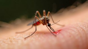 Dengue en las Américas alcanza niveles críticos OPS pide reforzar vigilancia y diagnóstico temprano