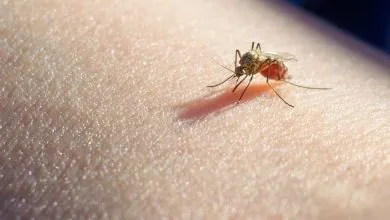 Dengue un desafío global que refleja una crisis de salud planetaria sin precedentes