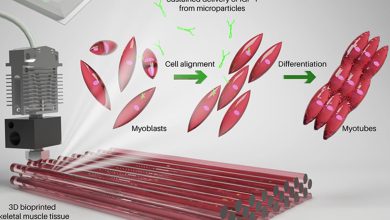 Diseñan nuevo método para la bioimpresión de músculos ¿será un nuevo tratamiento