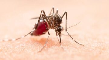 Ecuador exigirá certificado de vacunación contra la fiebre amarilla a viajeros ¿desde cuándo y a qué países aplicará la medida