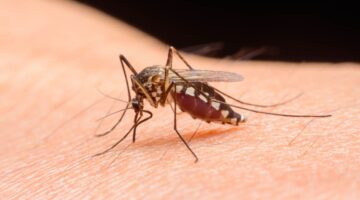 En 20 regiones de Perú se declarará la emergencia sanitaria por dengue