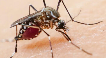 Enfermedades olvidadas