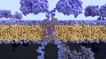 FDA evalúa los riesgos de cánceres secundarios asociados a las terapias CAR-T