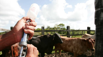 Gobierno optimiza protocolos para vacunación de la fiebre aftosa