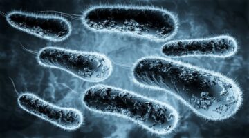 Hallan bacteria que ayuda a regenerar los tejidos del organismo